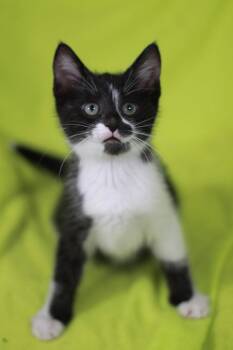 Moe -  Domestic Short Hair and Tuxedo Cat for Adoption in Algood, Tennessee - Moe | PetCurious