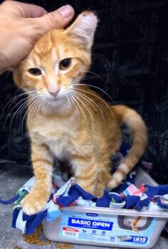 Marlin -  Domestic Short Hair Cat for Adoption in St. Cloud, Minnesota - Marlin | PetCurious