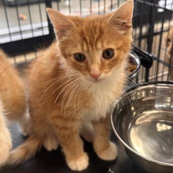 Stuffed Crust -  Domestic Short Hair Cat for Adoption in Rocky Mount, Virginia - Stuffed Crust | PetCurious
