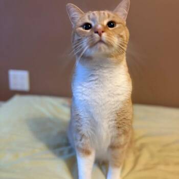 Arancio -  Domestic Short Hair Cat for Adoption in New York, New York - Arancio | PetCurious