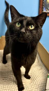 Clark -  Domestic Short Hair Cat for Adoption in Columbus, Ohio - Clark | PetCurious