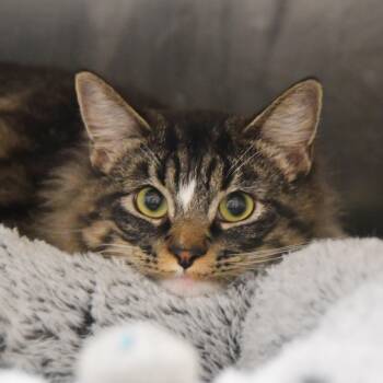 Rescue Tabby Cats for Adoption in Dallas, Texas - Paisley | PetCurious