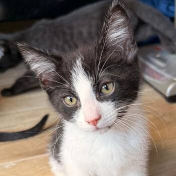 Lyra -  Domestic Short Hair Cat for Adoption in Oceanside, California - Lyra | PetCurious