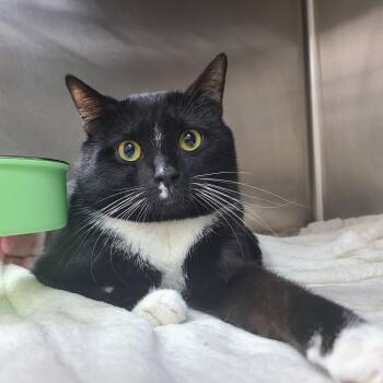 Domestic Short Hair Cats Available for Adoption in Middleburg, Florida - Reno 28534 | PetCurious