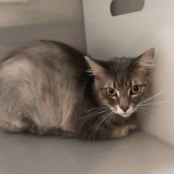Flor -  Domestic Short Hair Cat for Adoption in Los Angeles, California - Flor | PetCurious