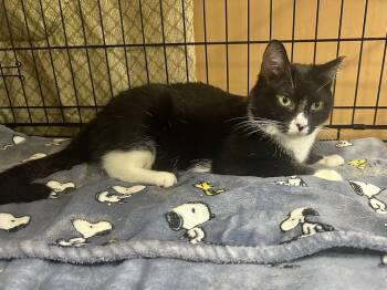 Pepper -  Domestic Short Hair Cat for Adoption in Pleasantville, New Jersey - Pepper | PetCurious