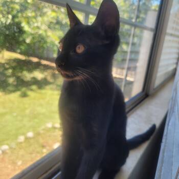 Jupiter (js) -  Domestic Short Hair Cat for Adoption in Los Angeles, California - Jupiter (js) | PetCurious