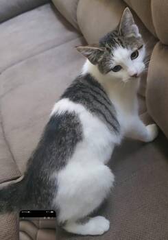 Rescue Domestic Short Hair Cats for Adoption in Santa Ana, California - CIELO | PetCurious
