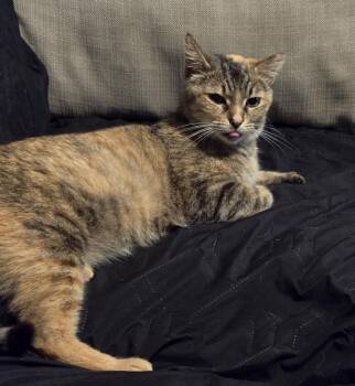 Rescue Domestic Short Hair Cats for Adoption in Wendell, North Carolina - Gingerbread | PetCurious