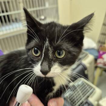 1_2_3 -  Domestic Short Hair Cat for Adoption in Drumheller, Alberta - 1_2_3 | PetCurious