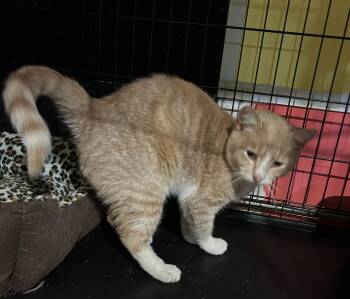 Domestic Short Hair Cats Available for Adoption in Havertown, Pennsylvania - Tangelo | PetCurious