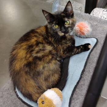 Amelia -  Tortoiseshell Cat for Adoption in York, South Carolina - Amelia | PetCurious