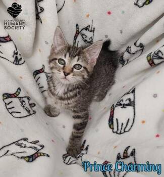 Prince Charming -  Domestic Short Hair Cat for Adoption in Heath, Ohio - Prince Charming | PetCurious