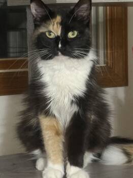 Monroe -  Domestic Long Hair Cat for Adoption in Denver, Colorado - Monroe | PetCurious