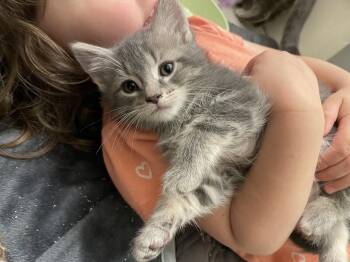 Skipper -  Domestic Short Hair Cat for Adoption in Walled Lake, Michigan - Skipper | PetCurious