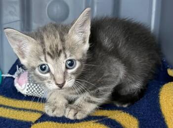 Helga -  Domestic Short Hair Cat for Adoption in Park Row, Texas - Helga | PetCurious