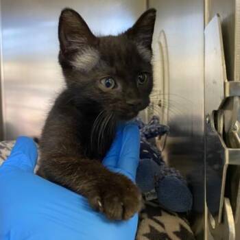 Cherry -  Domestic Short Hair Cat for Adoption in Richmond, Virginia - Cherry | PetCurious
