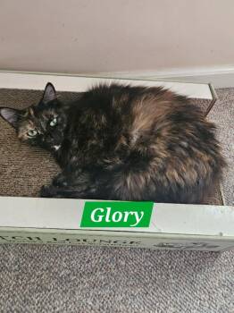 Glory -  Domestic Medium Hair Cat for Adoption in Manchester, Tennessee - Glory | PetCurious
