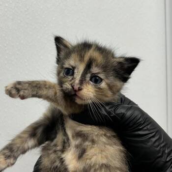 Sara -  Domestic Short Hair Cat Available for Adoption in Abilene, Texas - Sara | PetCurious