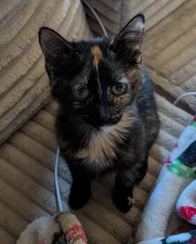 Ducati -  Domestic Short Hair Cat for Adoption in Millcreek, Utah - Ducati | PetCurious