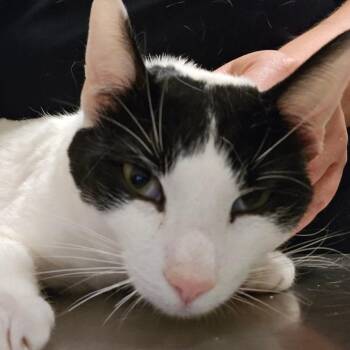 Ansel -  Domestic Short Hair Cat for Adoption in Bristol, Indiana - Ansel | PetCurious
