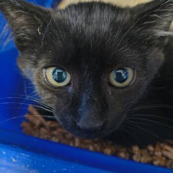 Mayhem -  Domestic Short Hair Cat for Adoption in Moses Lake, Washington - Mayhem | PetCurious