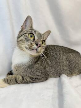 Pearl -  Domestic Short Hair and Tabby Cat for Adoption in Greensboro, North Carolina - Pearl | PetCurious