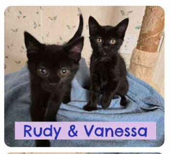 Rescue Domestic Short Hair Cats for Adoption in Roxboro, North Carolina - Rudy | PetCurious
