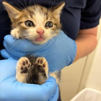71374 -  Domestic Short Hair Cat for Adoption in Harrisonburg, Virginia - 71374 | PetCurious