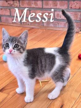 Messi -  Domestic Short Hair Cat for Adoption in Saginaw, Michigan - Messi | PetCurious