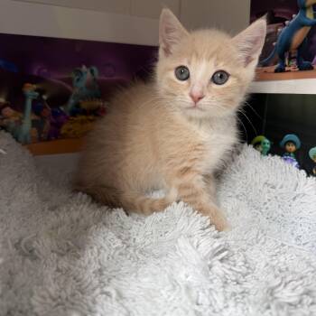 Dorito -  Domestic Short Hair Cat for Adoption in Greensboro, North Carolina - Dorito | PetCurious