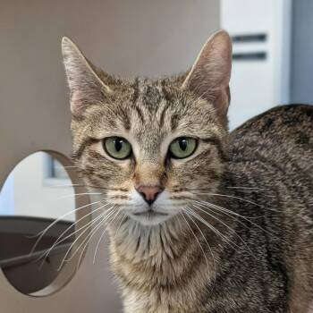 Vegas -  Domestic Short Hair Cat for Adoption in Reno, Nevada - Vegas | PetCurious