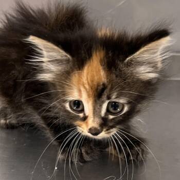 Bonoboo -  Domestic Medium Hair and Domestic Short Hair Cat for Adoption in Washburn, Missouri - Bonoboo | PetCurious