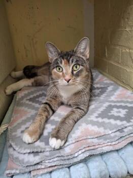 Domestic Short Hair Cats Available for Adoption - Meg | PetCurious