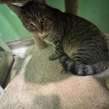 Domestic Short Hair Cats Available for Adoption - Capone | PetCurious