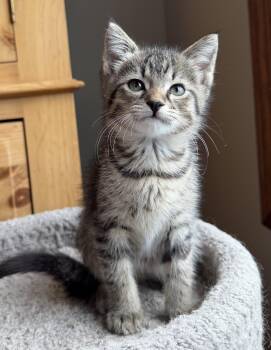 Leo -  Domestic Short Hair Cat for Adoption in Wadsworth, Ohio - Leo | PetCurious