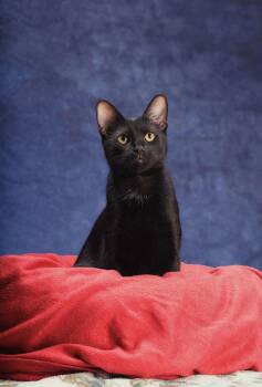 Rescue American Shorthair Cats for Adoption in Erie, Pennsylvania - Juniper | PetCurious