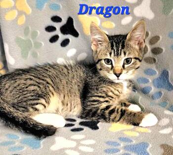 Dragon -  Extra Toes Cat Hemingway Polydactyl Cat for Adoption in Macon, Georgia - Dragon | PetCurious