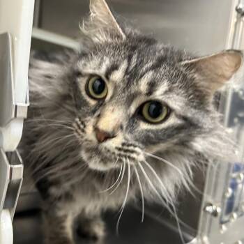 Domestic Long Hair Cats Available for Adoption - Nala NOCO | PetCurious