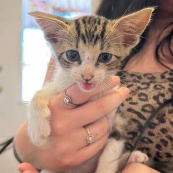 fireball -  Domestic Short Hair Cat for Adoption in Madill, Oklahoma - Fireball | PetCurious