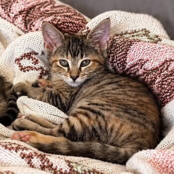 Anna Banana -  Domestic Short Hair Cat for Adoption in Martinsville, Indiana - Anna Banana | PetCurious