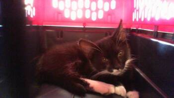 A1265615 -  Domestic Short Hair Cat for Adoption in Charlotte, North Carolina - A1265615 | PetCurious