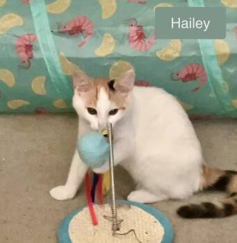 Hailey -  Domestic Short Hair Cat for Adoption in Chalfont, Pennsylvania - Hailey | PetCurious
