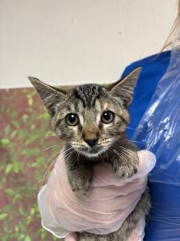 Naomi -  Domestic Short Hair Cat for Adoption in San Antonio, Texas - Naomi | PetCurious
