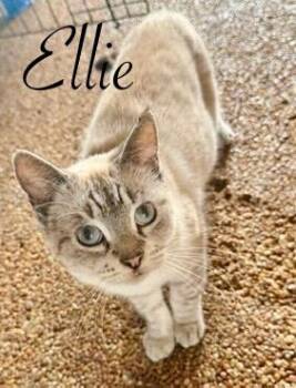 Rescue Siamese and Domestic Short Hair Cats for Adoption in Homestead, Florida - Ellie | PetCurious