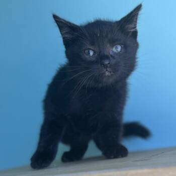 Wally -  Domestic Short Hair Cat for Adoption in Falls Church, Virginia - Wally | PetCurious
