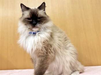 Domestic Medium Hair Cats Available for Adoption in Brentwood, Missouri - CASEY | PetCurious