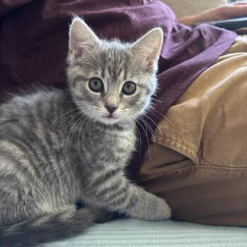 Ash -  American Shorthair Cat Available for Adoption in Pittsburgh, Pennsylvania - Ash | PetCurious
