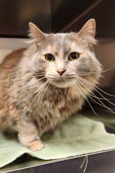 Rescue Domestic Long Hair Cats for Adoption in Burlington, Iowa - Shyla | PetCurious