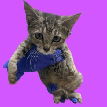 Domestic Short Hair Cats Available for Adoption - Rollins | PetCurious